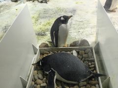-大连圣亚海洋世界