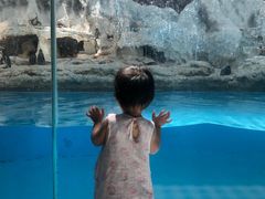 -帝企鹅自助餐厅•儿童岛•真企鹅(长隆企鹅酒店)