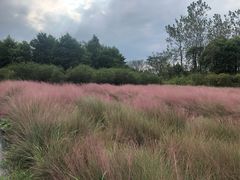 -杭州湾海上花田景区