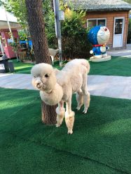 -萌宠亲子动物乐园(槐房万达店)