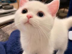 -麦当劳(河北唐山光明路餐厅)