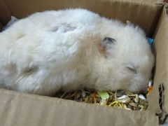 -博特宠物医院24h犬猫全科.骨科·异宠