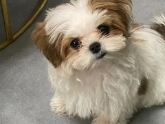 -宠爱多约克夏马尔济斯泰迪小型犬专卖