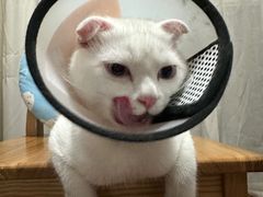 -关爱宠物医院·猫科中心·消化科(滨湖万达分院)