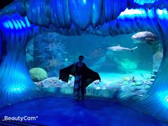-悉尼海洋生物水族馆