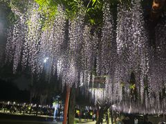 -嘉定紫藤园