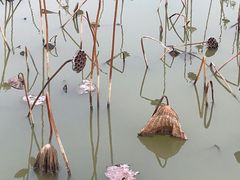 -大湾区中央湿地公园