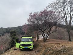 -新建村梅花