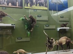 -国家自然博物馆