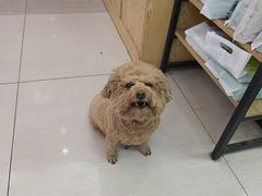 -全心全意连锁动物医院·微创中心·内科急重症·心脏专科(丰管路店)