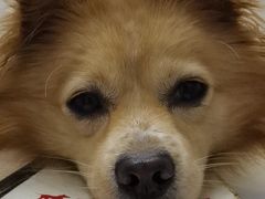 -爱侣·安琦尔宠物医院·中兽医针灸·心内科·狂犬免疫点(宝山区院)