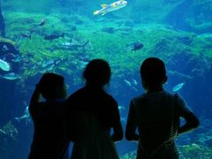 -西海国立公园九十九岛水族馆
