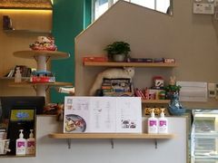 -飞行喵MR PILOT|猫舍·猫咖(静安大融城店)