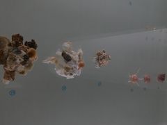 -青岛贝壳博物馆