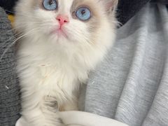 -有喵·猫咖·狗咖·30几只猫10只小狗(岗厦店)