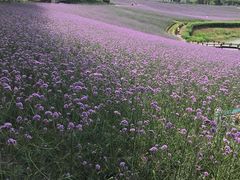 景点-大塘金香草谷