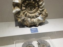 -安徽省地质博物馆