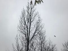 -秦岭终南山世界地质公园翠华山景区