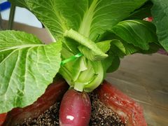 -兰陵国家农业公园