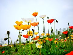 -汉长安城未央宫国家考古遗址公园