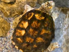 -帕帕拉兹宠物(亚洲旗舰店)