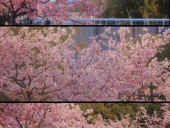 -新江湾城公园