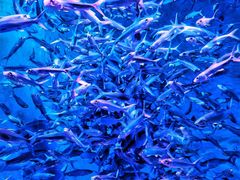 -成都浩海立方海洋公园