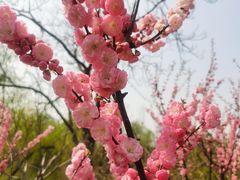 -西青郊野公园