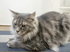 -楼上猫咖(罗湖店)