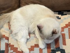 -小狗上班·狗咖·猫咖·小奶狗·摄影(南山店)