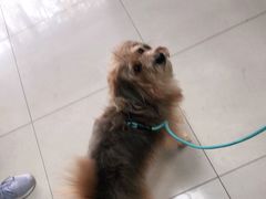 -申普宠物医院·眼科·心内科·影像科(普陀分院)