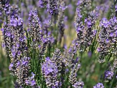 -Patagonia Chocolates(皇后镇店)