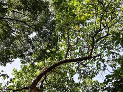 -上海佘山国家森林公园西佘山园