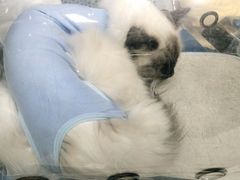 -美联众合动物医院(·中兽医·疑难杂症·严家桥分院)