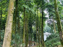 -广州市帽峰山景区