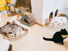 -猫在这儿猫咪咖啡馆·撸猫馆