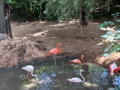 -西霞口神雕山野生动物世界