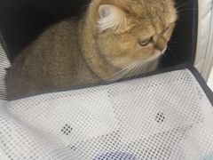 -安安宠医宠物医院·异宠·犬猫内科(岳阳分院)