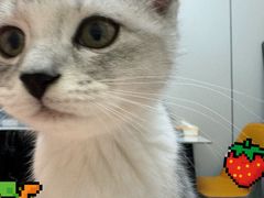 -博特宠物医院24h犬猫全科.骨科·异宠