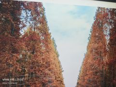 -黄海国家森林公园