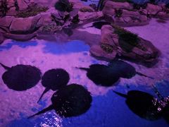 -顺德南宏海立方海洋公园