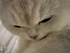 -瑞鹏宠物医院·骨科·猫科·内科(第一中心)