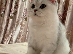 -猫大福·Fortune Cat猫舍(百子湾店)