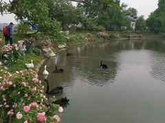 -鹅湖玫瑰文化园