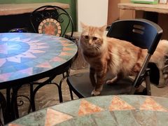 -猫猫幼稚园·撸猫·桌游·电玩