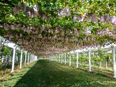 -白鹿原葡萄主题公园