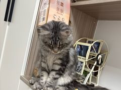 -欣宠猫屋·矮脚拿破仑·蓝金金渐层