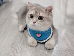 -东方名猫馆·英短金渐层布偶猫舍(环线广场1号楼店)