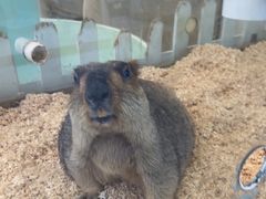 -怪兽屋·羊驼·猫咖·狗咖(俊华广场店)