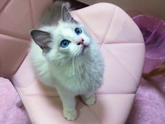 -叮叮猫咪生活馆
